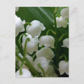 Lily Bloemen Witte Bloesems Vrede Liefde Destiny Briefkaart