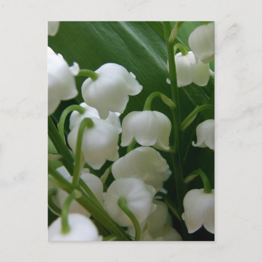 Lily Bloemen Witte Bloesems Vrede Liefde Destiny Briefkaart (Voorkant)