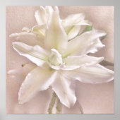 Lily Blossom Blush Poster (Voorkant)