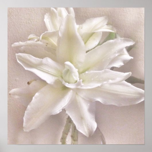 Lily Blossom Blush Poster (Voorkant)