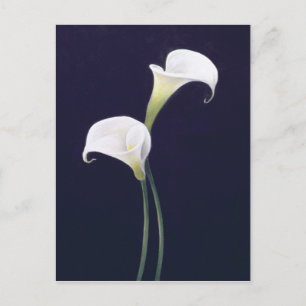 Lily Briefkaart
