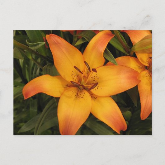 Lily Briefkaart (Voorkant)