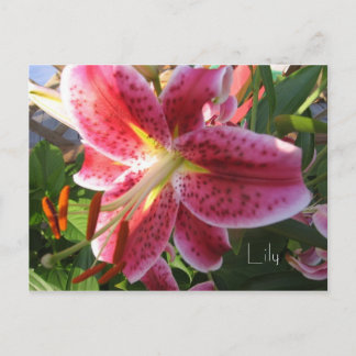 Lily Briefkaart