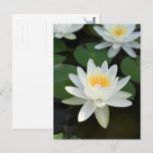 Lily Briefkaart (Voorkant / Achterkant)