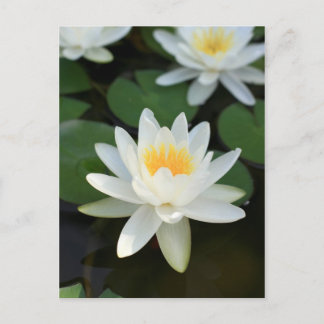 Lily Briefkaart
