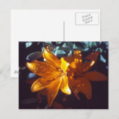 Lily | BRIEFKAART (Voorkant / Achterkant)