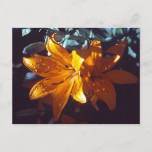 Lily BRIEFKAART