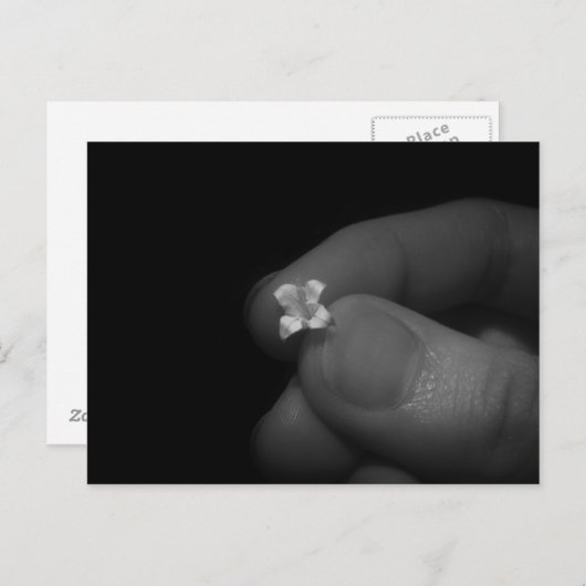 Lily Briefkaart (Voorkant / Achterkant)