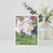 Lily [Briefkaart] ポ ト カ ド ス Briefkaart (Staand voorkant)