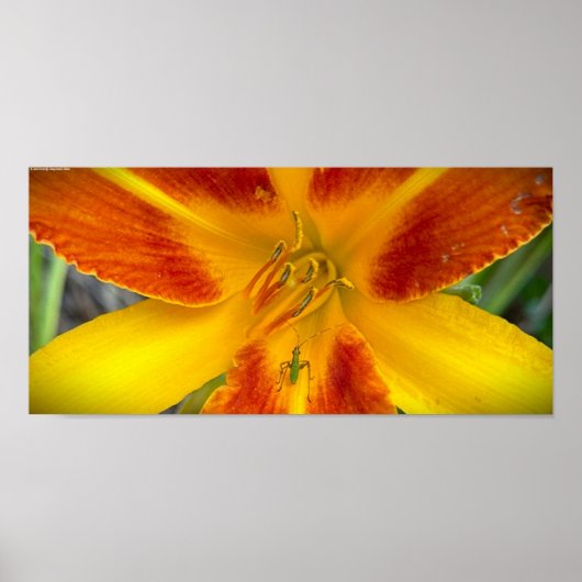 Lily & Bug, Poster (Voorkant)