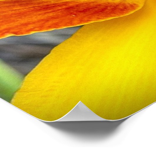 Lily & Bug, Poster (Hoek)