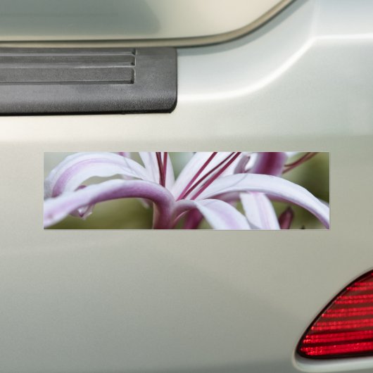 Lily Bumpersticker (Op auto)