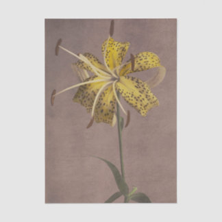 Lily by Ogawa Kazumasa Tissuepapier