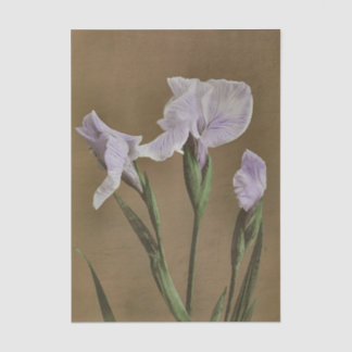 Lily by Ogawa Kazumasa Tissuepapier