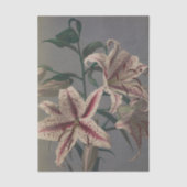 Lily by Ogawa Kazumasa Tissuepapier (Voorkant)