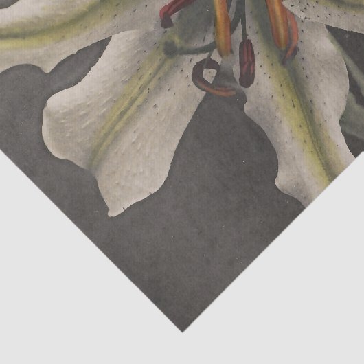 Lily by Ogawa Kazumasa Tissuepapier (Detail)