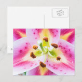 Lily Close-up Briefkaart (Voorkant / Achterkant)