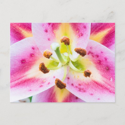 Lily Close-up Briefkaart (Voorkant)