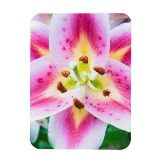 Lily Close-up Magneet (Verticaal)