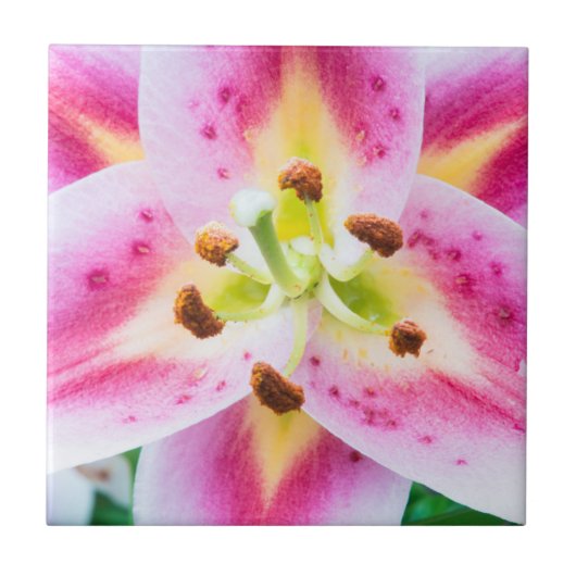 Lily Close-up Tegeltje (Voorkant)