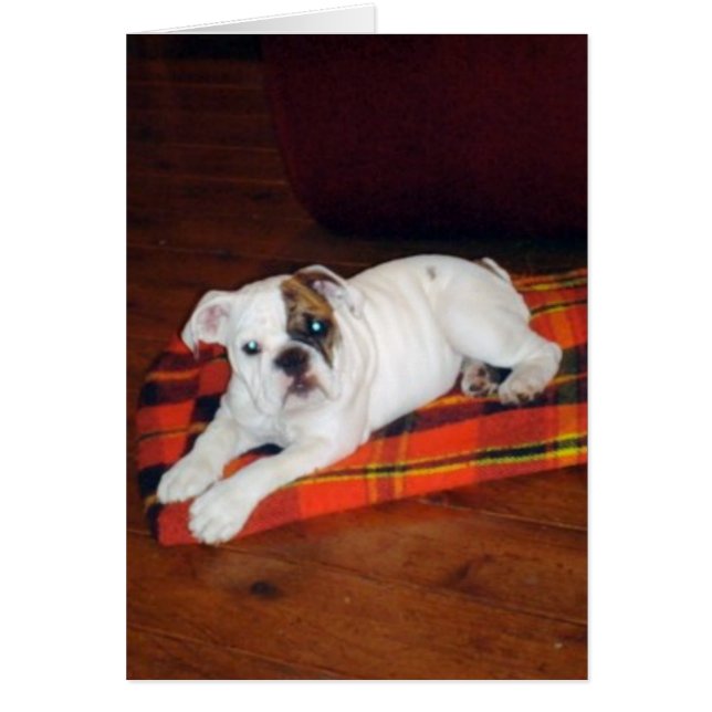 Lily de Engelse Bulldog Puppy (Voorkant)