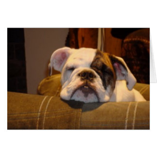 Lily de Engelse Bulldog Puppy