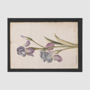 Lily door Jacques de Morgues Tissuepapier