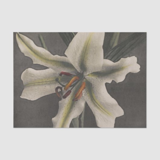 Lily door Ogawa Kazumasa Tissuepapier (Voorkant)