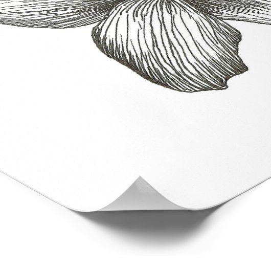 Lily Drawing by Julia Morrill Print (Hoek)