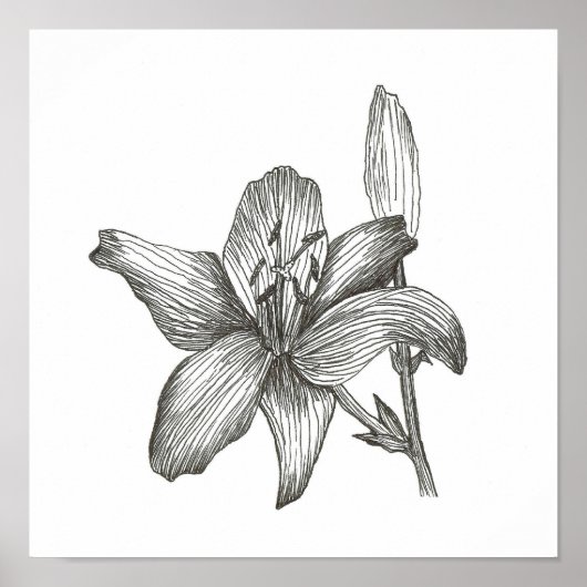 Lily Drawing by Julia Morrill Print (Voorkant)