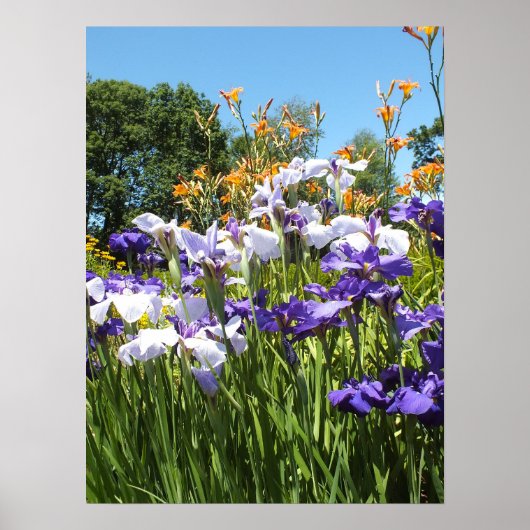 Lily en Iris Garden Poster (Voorkant)