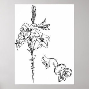 Lily en Poppy Flower Line Tekening Poster