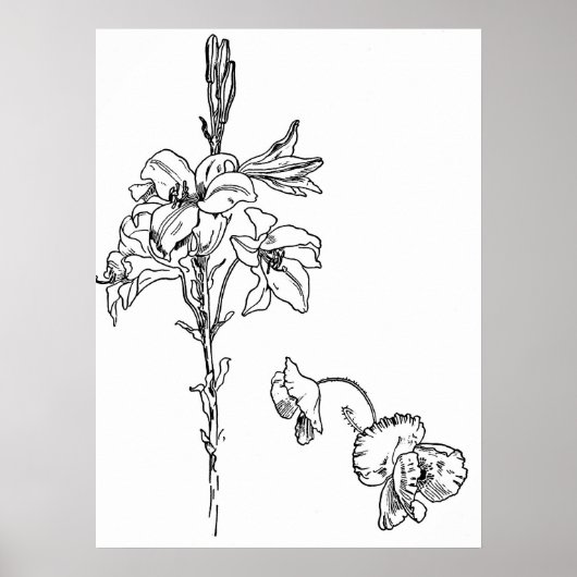 Lily en Poppy Flower Line Tekening Poster (Voorkant)