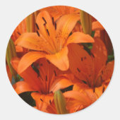 Lily Envelope Seal Stickers (Voorkant)