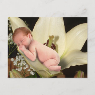 Lily Flower Baby Briefkaart