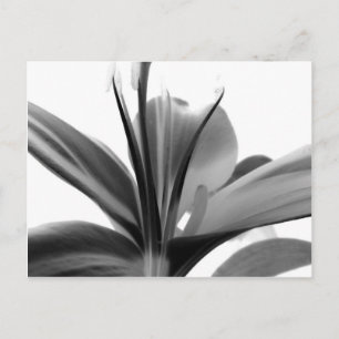 Lily Flower Black en White Floral Photography Briefkaart