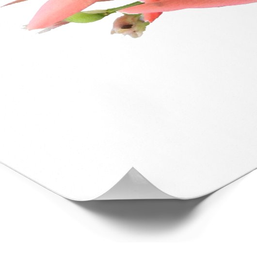 Lily Flower Botanical Art Poster (Hoek)