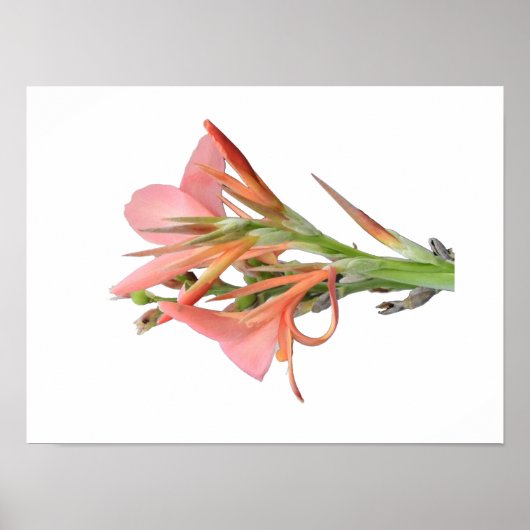 Lily Flower Botanical Art Poster (Voorkant)