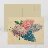 Lily Flower  Botanical Sketch Briefkaart (Voorkant / Achterkant)