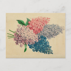 Lily Flower  Botanical Sketch Briefkaart