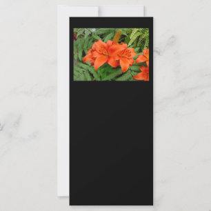 Lily flower - Iridescent sinaasappel (Matt 28-30)