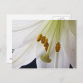 Lily Flower Macro briefkaart (Voorkant / Achterkant)