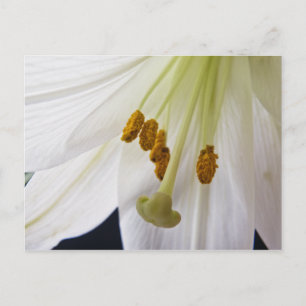 Lily Flower Macro briefkaart