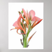Lily Flower Poster (Voorkant)