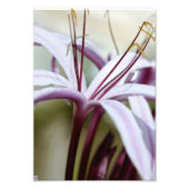 Lily Foto Afdruk (Voorkant)