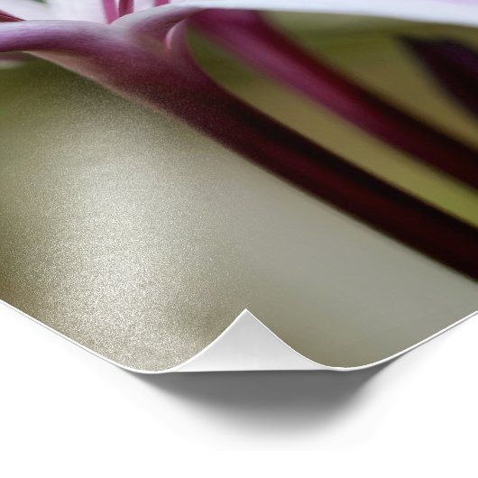 Lily Foto Afdruk (Hoek)