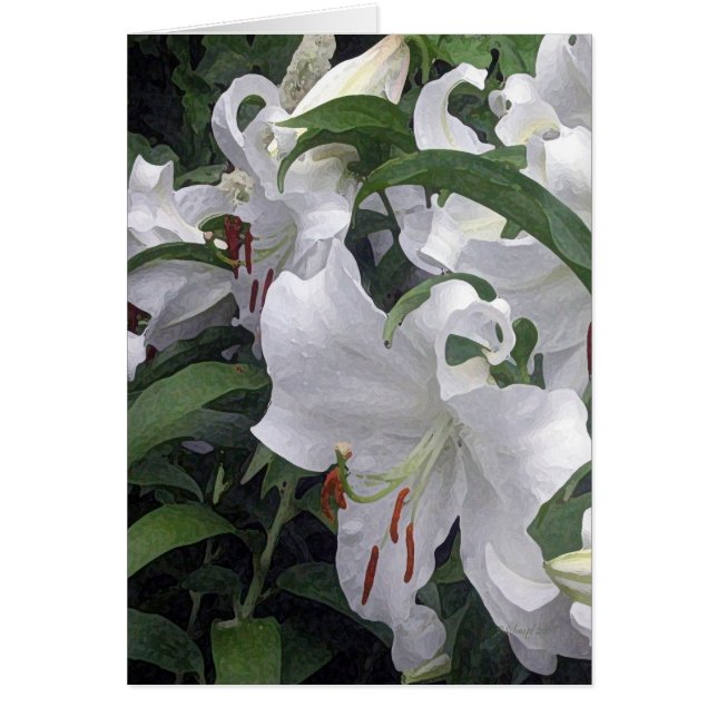 Lily Garden (Voorkant)