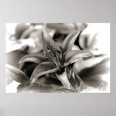Lily in zwart en wit poster (Voorkant)