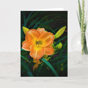 Lily, kaart