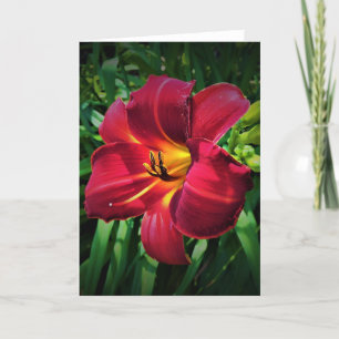 Lily, kaart
